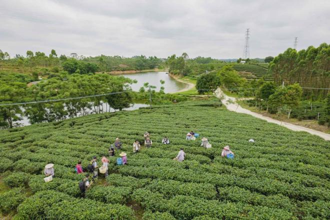 茶加工技术团体标准发布亚游ag电玩廉江红乌龙(图2)