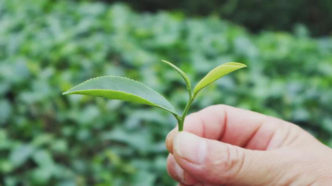 茶加工技术团体标准发布亚游ag电玩廉江红乌龙(图4)